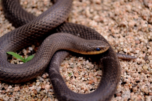 Stenorrhina freminvillei