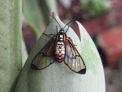 Gymnelia pavo