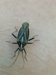 Horistus orientalis