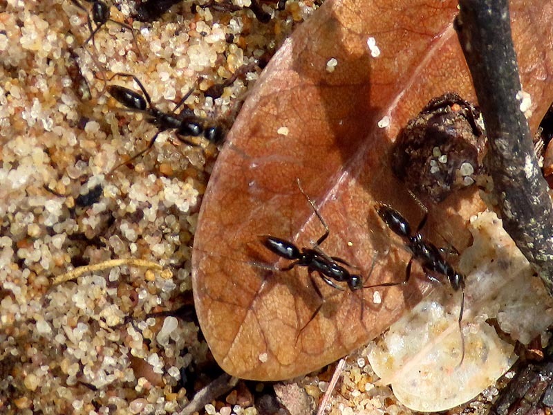 Leptogenys leiothorax