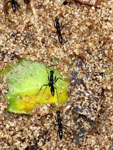 Leptogenys leiothorax