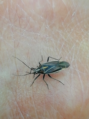 Horistus orientalis