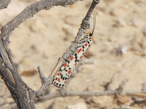 Crimson-speckled Flunkey photo 6