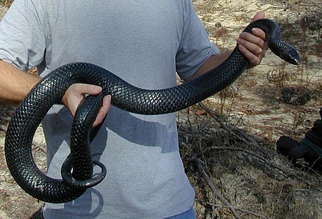 Alabama: Eastern indigo snake found in the state for just the