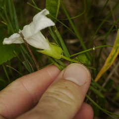 Calystegia spithamaea
