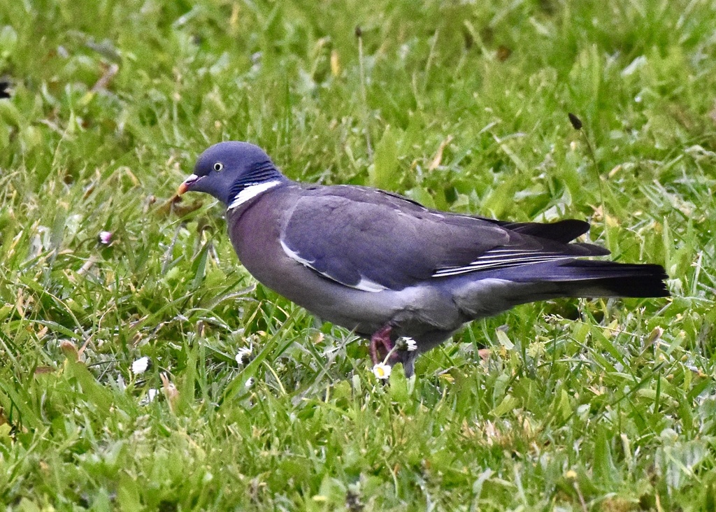 Common Wood-Pigeon from Rio Douro, Vila Nova de Gaia, Norte, PT on ...