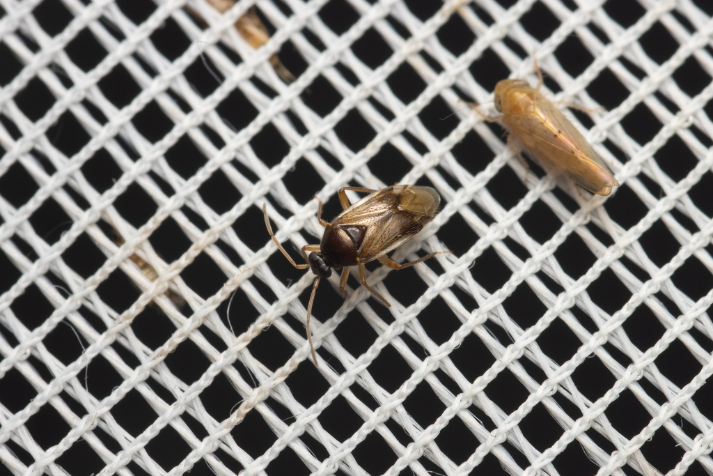 Eustictus membragilus