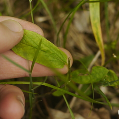 Calystegia spithamaea
