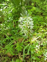 Camassia scilloides