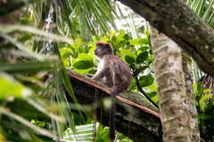 Piliocolobus tephrosceles