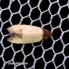 Tyrolimnas anthraconesa