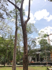 Chrysophyllum cainito