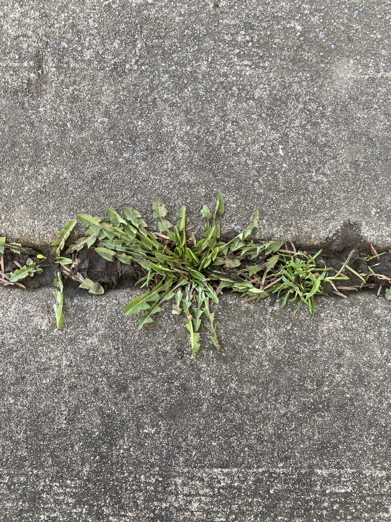 common dandelion from Melwood Dr, Rochester, NY, US on March 11, 2024 at 0151 PM by jasleen
