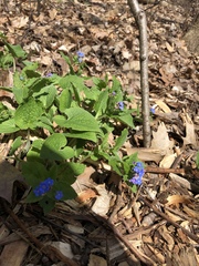 Brunnera macrophylla