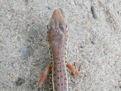 Gerrhosaurus nigrolineatus