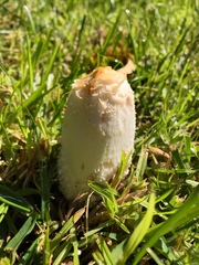 Coprinus comatus