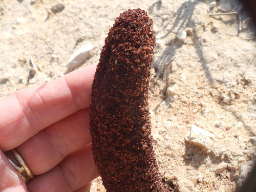 Image of Cynomorium coccineum by (c) Sam Kieschnick, some rights reserved (CC BY)