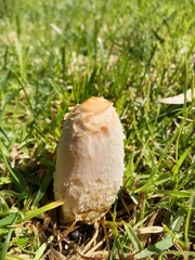 Coprinus comatus