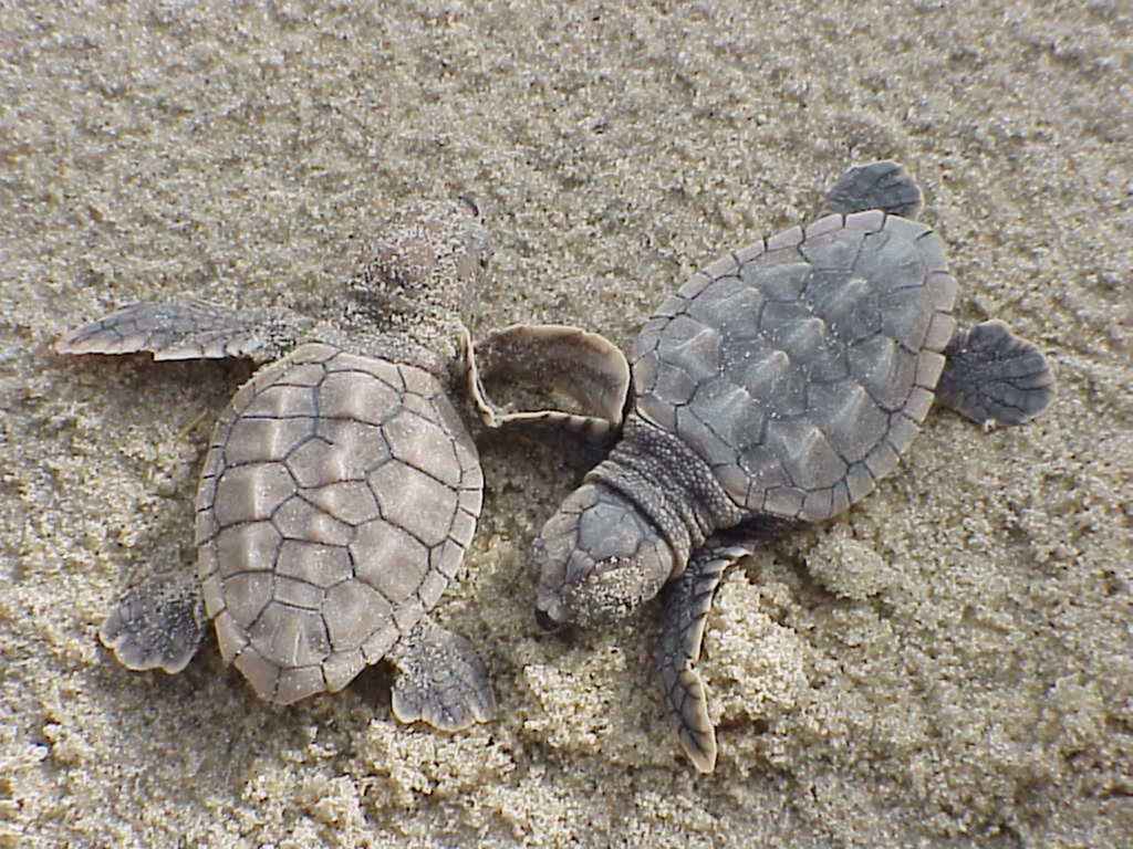 Loggerhead Sea Turtle (Reptiles of Alabama) · iNaturalist
