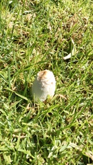 Coprinus comatus