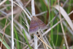 Pyrausta laticlavia