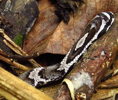 Amazon False Fer-De-Lance photo 3
