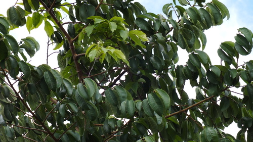 Foto de Mama cadela
