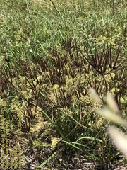 Scandix pecten-veneris