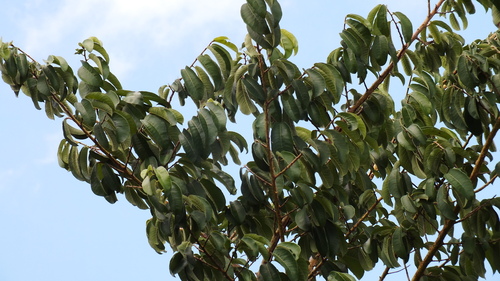 Foto de Mama cadela