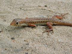 Gerrhosaurus nigrolineatus