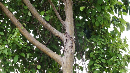 Foto de Mama cadela