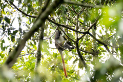 Cercopithecus ascanius schmidti