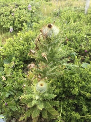 Cirsium andrewsii