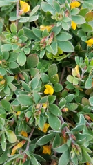 Acmispon wrangelianus