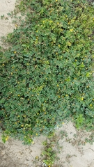 Acmispon wrangelianus