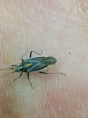 Horistus orientalis