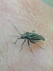 Horistus orientalis