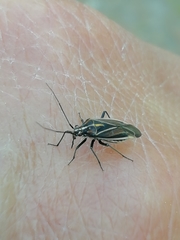 Horistus orientalis