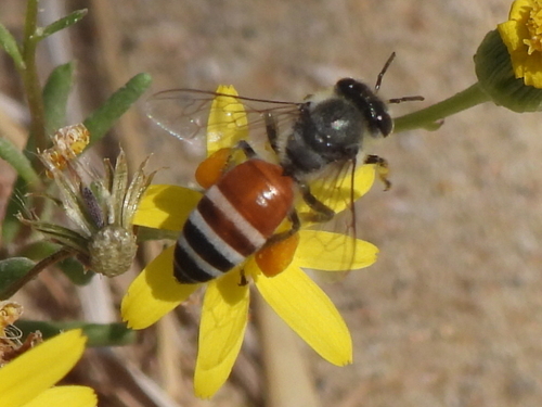 Red Dwarf Honey Bee