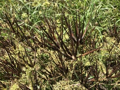 Scandix pecten-veneris