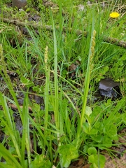 Carex stipata
