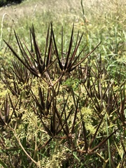 Scandix pecten-veneris