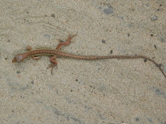 Gerrhosaurus nigrolineatus