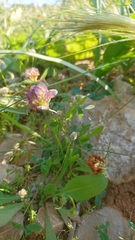 Trifolium grandiflorum
