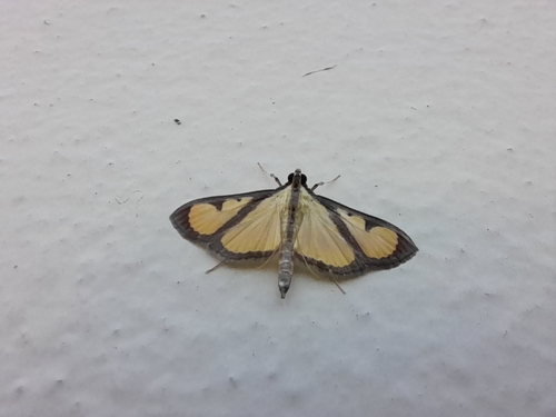 Hyalea pallidalis