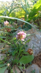 Trifolium grandiflorum