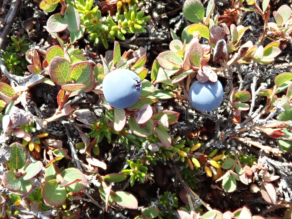 bog bilberry from Avannaata, Greenland on July 28, 2019 at 04:15 PM by ...