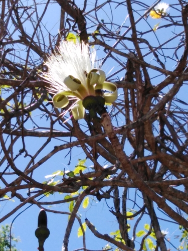Pseudobombax palmeri (S.Watson) Dugand