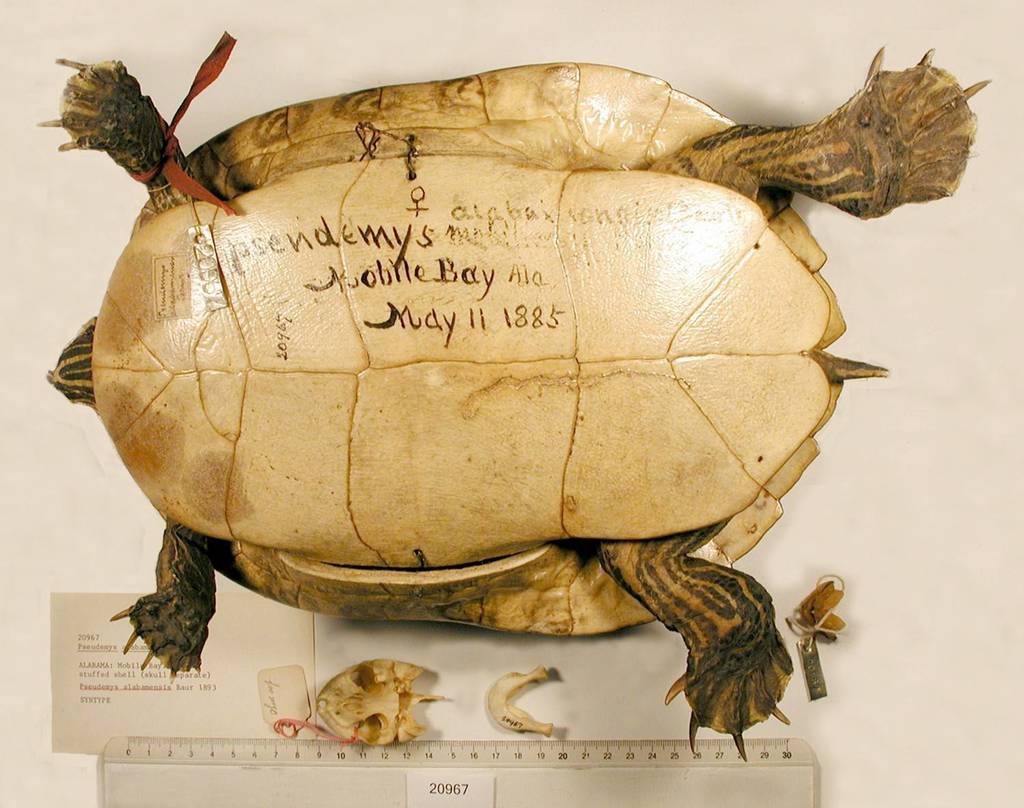 Alabama Redbellied Turtle (Reptiles of Alabama) · iNaturalist