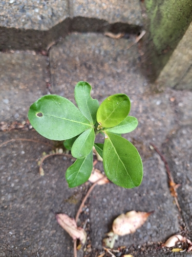 Euonymus japonicus